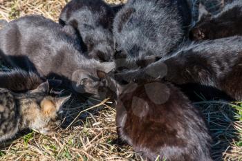 Group of black cats eating on the ground with green grass