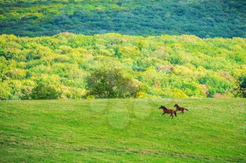 Two horses on green meadow and blue sky with clouds 