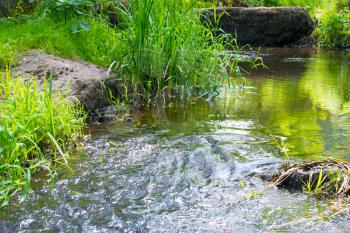 Stream in the tropical forest. Environment sunny landscape