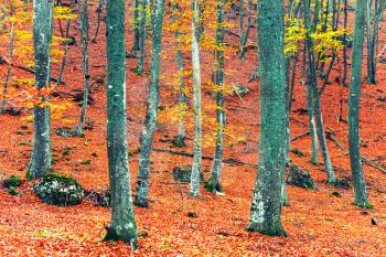 Beautiful autumn forest in the park with yellow and red trees