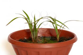 Green young plants in the pot on white background.