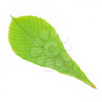 Green chestnut leaf isolated on white background.