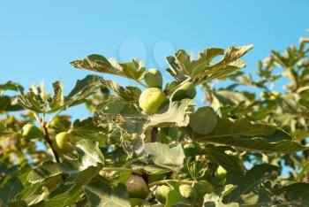 Fig tree with the blue sky background