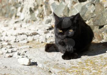 Black cat sitting on the ground.