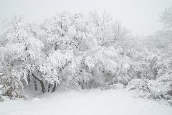 Winter forest- snow and beautiful icy trees