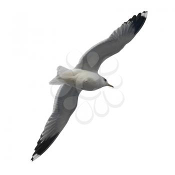 Seagull isolated on white background.
