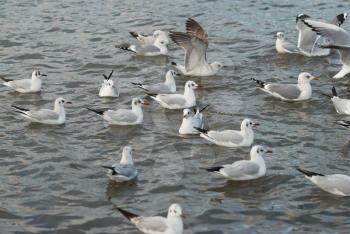 Flock of seagulls flying above the sea.