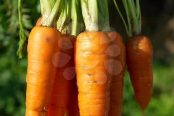 Bunch of carrots with green soft background
