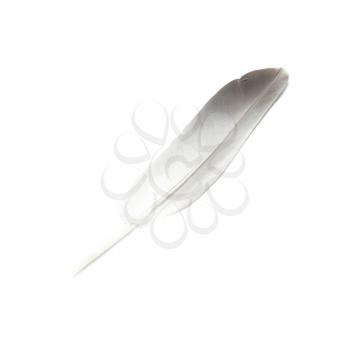 Bird's feather isolated on the white background