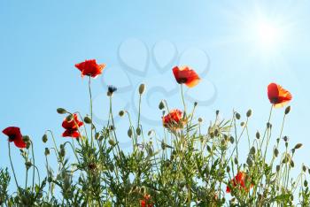 Beautiful red poppies with sun and blue sky