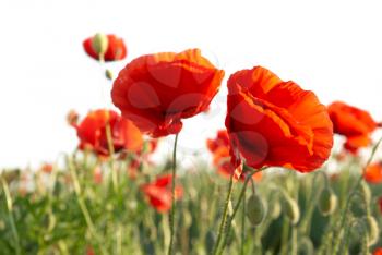 Field of beautiful red poppies isolated on white