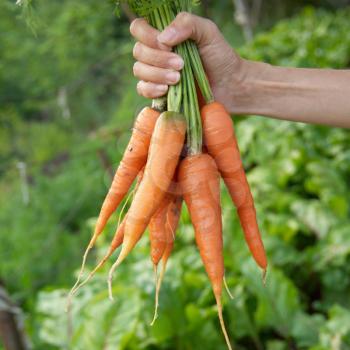 Bunch of carrots in a hand with soft background