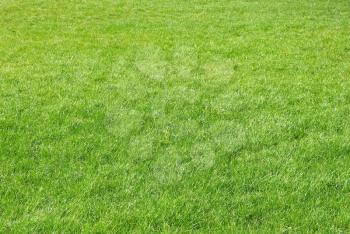 Green grass texture can be used for background