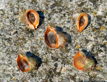 Shells and mollusks of rapana venosa.