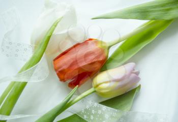 Festive light composition with beautiful colorful tulip for creating holiday cards, invitations, flyers, posters or other design. Close up.