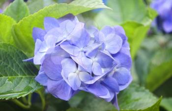 Close-up of Hydrangea flowers. Beautiful bush of hydrangea flowers in a garden.