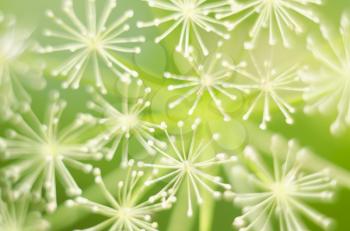Macro of dill flowers. Close up flower of green fennel. Natural background. Green background.