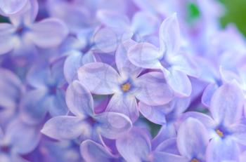 Purple lilac bush blooming. The beautiful fresh lilac violet flowers. Close up of lilac blossoms. Spring flowers.