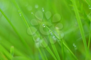 Drops of dew on fresh green grass. Macro view of green grass on a blurred green background. Water drops on a blade of grass.