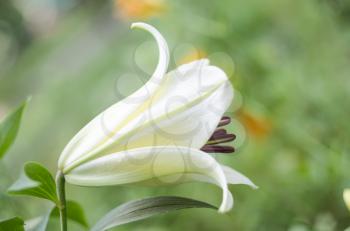 White lily on a blurry background. Natural background.