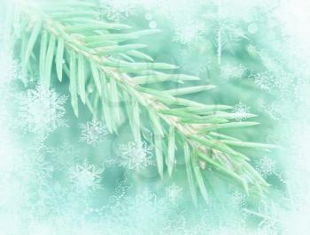 Winter background with isolated pine branch. Frosted fir-tree. Pine branches covered with hoarfrost. Christmas evergreen spruce tree.
