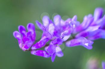 Vicia cracca purple field flowers from the legume family. Mouse peas. Herbal plant.