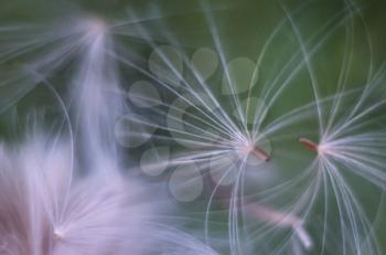 White fluffy dandelion on the blurred background.