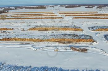 The felled trees lie under the open sky. Deforestation in Russia. Destruction of forests in Siberia. Harvesting of wood.