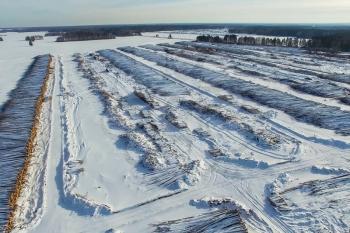 The felled trees lie under the open sky. Deforestation in Russia. Destruction of forests in Siberia. Harvesting of wood.