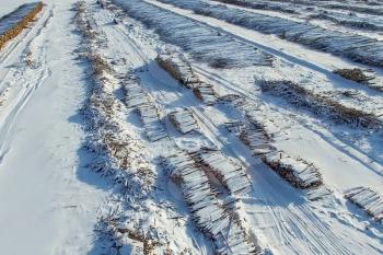 The felled trees lie under the open sky. Deforestation in Russia. Destruction of forests in Siberia. Harvesting of wood.