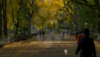 New York, USA - June 20, 2015: Walk in the park. Park in new york. The life of New York in the afternoon. Streets and city buildings.