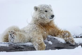 Polar bear, northern arctic predator. Polar bear in natural habitat.