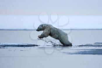 Polar bear, northern arctic predator. Polar bear in natural habitat.