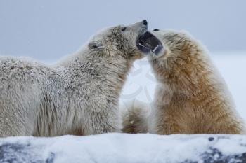 Polar bear, northern arctic predator. Polar bear in natural habitat.