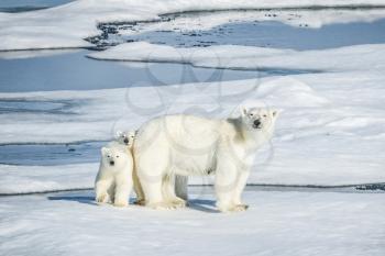 Polar bear, northern arctic predator. Polar bear in natural habitat.