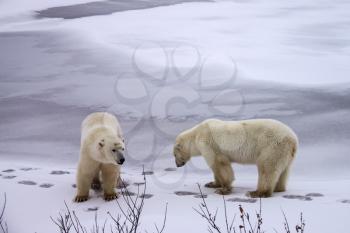 Polar bear, northern arctic predator. Polar bear in natural habitat.