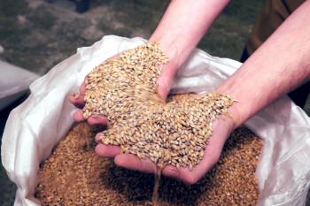 Barley in the hands of a man. A bag of barley.