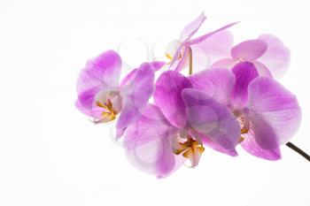 Branch of fresh orchids on white background. Flower frame. Flower background. Flower bouquet. Greeting card. Mothers day. Place for text. Copy space. Orchids