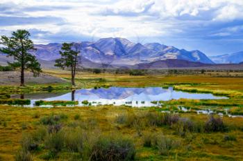 Colorful spring landscape two pine trees near a lake in the steppe prairie and mountains in the background 