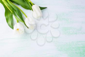 White tulips border background. Flower frame. Flower background. Flower bouquet. Greeting card. Mothers day. Flowers.  Flower pattern. Flower border. Place for text. Copy space