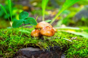 Forest mushrooms in the green grass.  Edible mushroom picking.  Leccinum scabrum. 