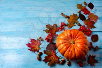 Thanksgiving background with ripe pumpkin on blue wooden table. Thanksgiving background with seasonal vegetables and berries. 