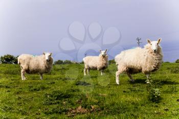 Three white sheeps standing in a meadow mountain hill. View of sheeps in the countryside. Green fields in the mountains with grazing sheep and blue sky