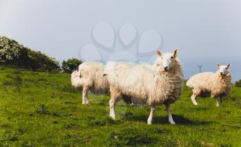 Flock of sheep kept biologically in a meadow in the countryside. Green fields in the mountains with grazing sheep and blue sky. Herd of sheep standing on meadow on farmland