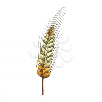 Designed Agriculture Grain Wheat Ripe Spike Vector. Farming Harvest Wheat For Flour And Produce Bread, Cake Or Bakery Product. Organic Growth Color Hand Drawn Illustration