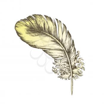 Color Decorative Bird Flying Element Feather Ink Vector. Decorative Fluffy Feather Beautiful Fashion Ornamental Retro Hat. Natural Object Plume Template Designed In Vintage Style Illustration