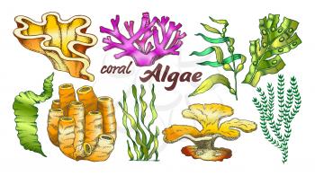Collection Algae Seaweed Coral Set Vintage Vector. Different Algae Underwater Species, Marine Creatures, Sea Or Ocean Flora And Fauna Concept. Designed Template Monochrome Illustrations