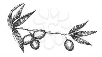Cosmetic Ingredient Olive Branch Vintage Vector. Natural Olive Branch With Leaves And Berries Healthy Cream Element Concept. Designed Farming Agricultural Tree Template Black And White Illustration
