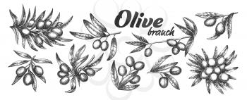 Assortment Different Olive Branch Set Ink Vector. Collection Natural Olive Branch With Leaves And Berries Concept. Designed Farming Agricultural Tree Template Black And White Illustrations