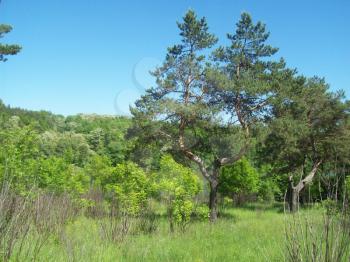 Forest in the countryside, trees and bushes